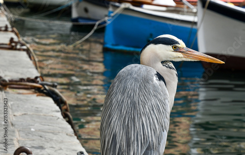 Fotografie Close-up of a grey heron bird standing on concrete pier with blurred traditional