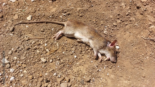 Foto A lifeless common rat lies on arid, dusty terrain under the bright sun, a somber