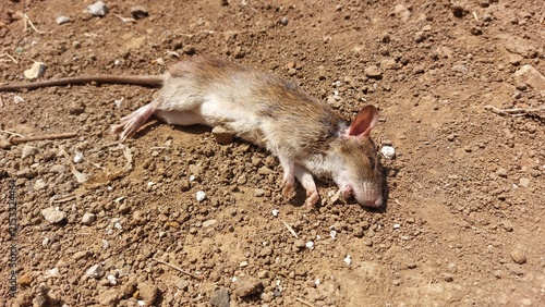 Canvastavla A close up view of a small brown dead rodent lying on dry arid dirt ground surfa