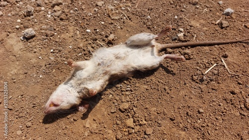 фотографія A deceased rodent lies on its back on the dry, dusty ground, its tail extended a