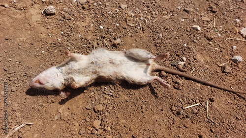 Canvastavla Deceased wild rodent, possibly a rat, found lifeless on arid, sun-baked earth, i