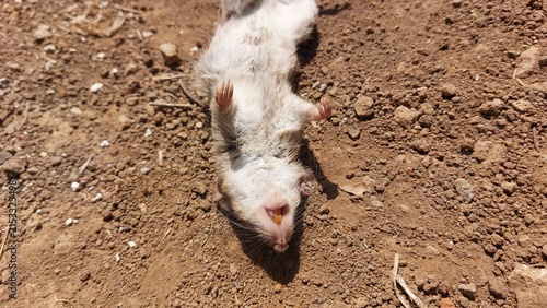 Canvas Print A lifeless white rat carcass lying on the dry brown dirt soil in an outdoor envi