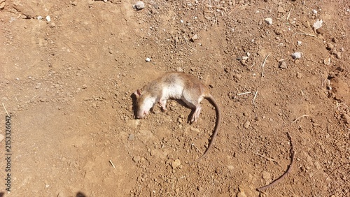 Fotografie Dead rat lying on dry dirt ground, an unfortunate victim of nature's harsh reali
