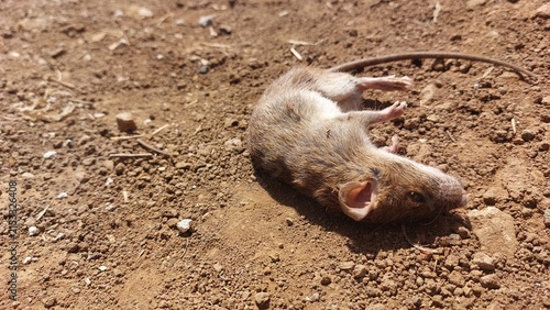 Canvastavla A tiny field mouse lies deceased and still on its back, sprawled across arid, re