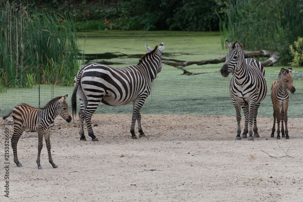 Obraz premium Zebra,