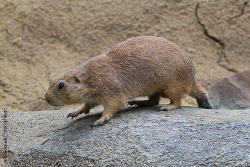 Black-tailed prairie dog
