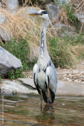 Heron