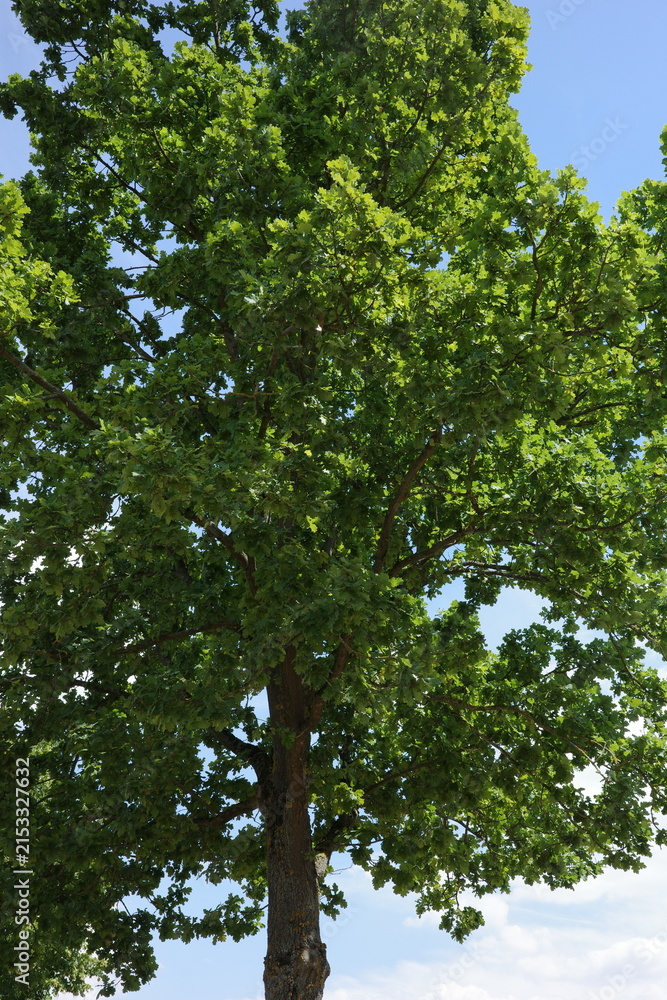 Fototapeta premium Large green tree stands against a blue sky in a park during the daytime