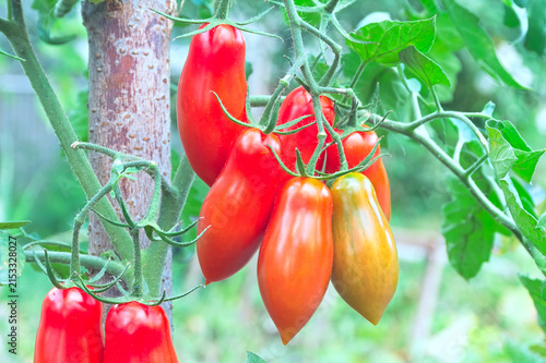 Ripe Elongated Tomatoes Growing in Natural Garden Setting