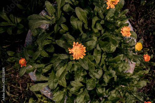 Calendula officinalis flowers growing from an old tire. A small insect is visible on a calendula petal. Dark and moody artistic photo editing
