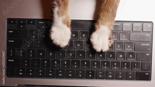 Cat Paws Press a Laptop Keyboard From Above, Playful Pet Interaction Supporting Remote Work Lifestyle