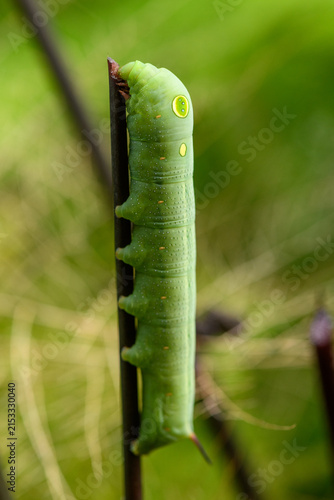 Foto Vertical close-up of a leaf-eating moth larva clinging vertically to a stem