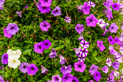 Obraz na plátně Colorful flowers blooming in a garden during spring season