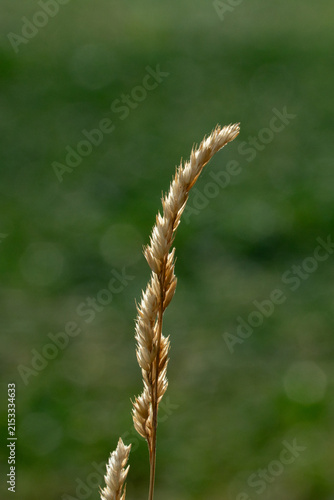 Foto Tall grass swaying in the breeze during a sunny day in a wide open field