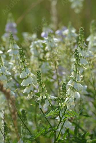 Photography Geißraute, Echte Geißraute, Galega officinalis, blühende  Einzelpflanze, Teilans