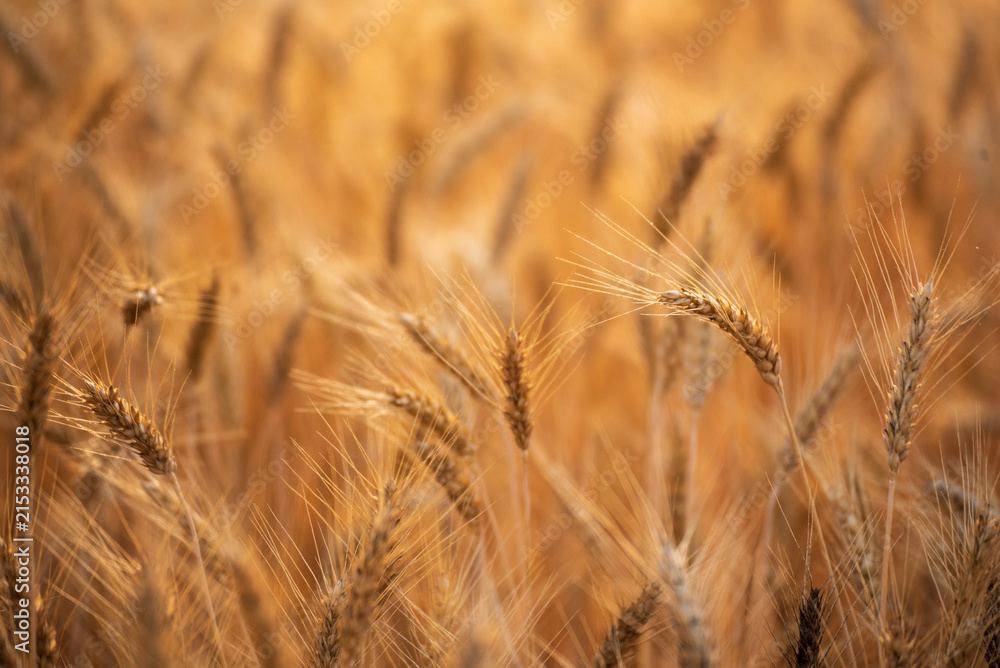 Fototapeta premium Dry barley golden field pasture farmland. Ripe barleys on evening sunset. Barley wheat agriculture field ingredient for bread grain cultivated in produce agricultural. cultivated natural farmland