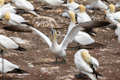 Cuadro en lienzo Quebec, Canada, 15 July 2026 : Northern Gannet spreads its wings amidst a crowde