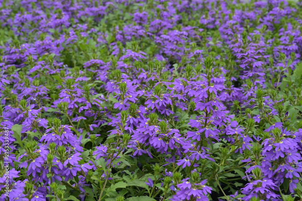 Obraz premium Blaue Fächerblume, Scaevola aemula
