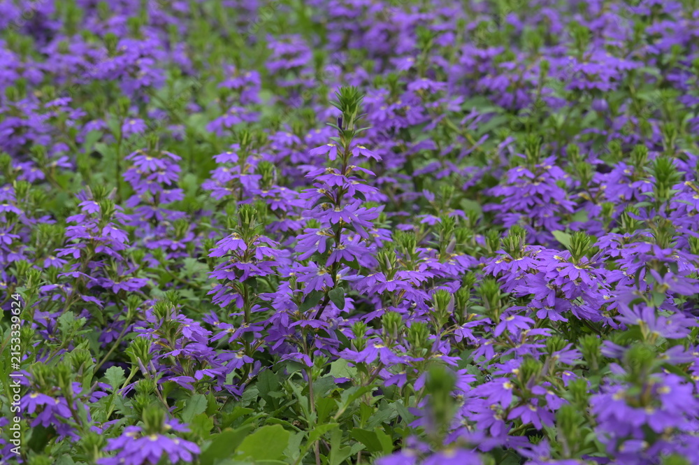 Obraz premium Blaue Fächerblume, Scaevola aemula