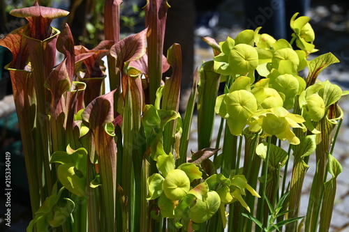 Fotografía Gelbe Schlauchpflanze,  Sarracenia flava mit  röhrenförmigen Fangblättern