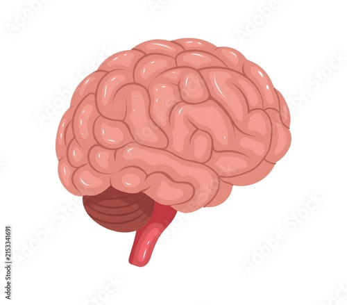 фотографія human brain vector illustration