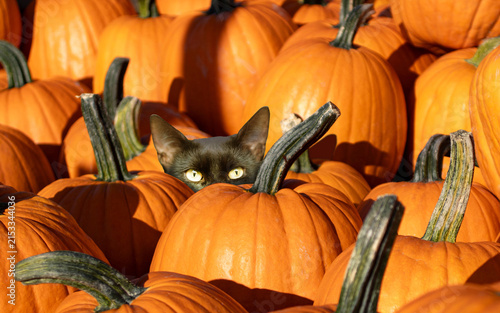 Pumpkin cat