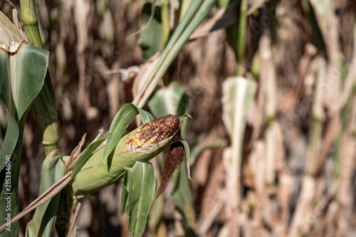 Corn ears grow on tall plants in a field under sunlight during late summer