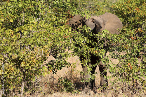 Canvas Print Afrikanischer Elefant / African elephant / Loxodonta africana