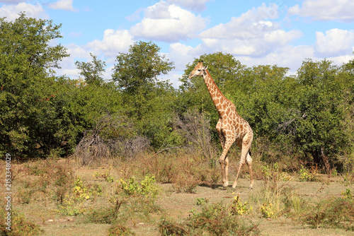 Photography Giraffe / Giraffe / Giraffa camelopardalis