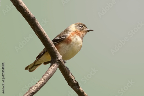 Photography Bay-breasted Warbler, Setophaga castanea, perched in a tree