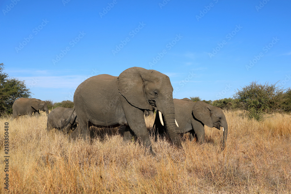 Fototapeta premium Afrikanischer Elefant / African elephant / Loxodonta africana