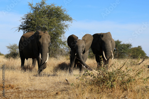 Canvas Print Afrikanischer Elefant / African elephant / Loxodonta africana