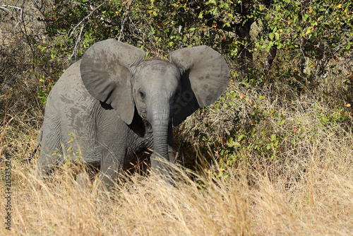 Photography Afrikanischer Elefant / African elephant / Loxodonta africana