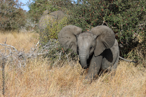 Canvas Print Afrikanischer Elefant / African elephant / Loxodonta africana