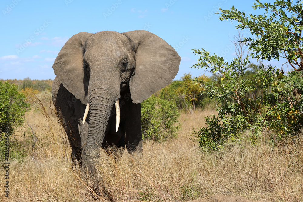 Fototapeta premium Afrikanischer Elefant / African elephant / Loxodonta africana