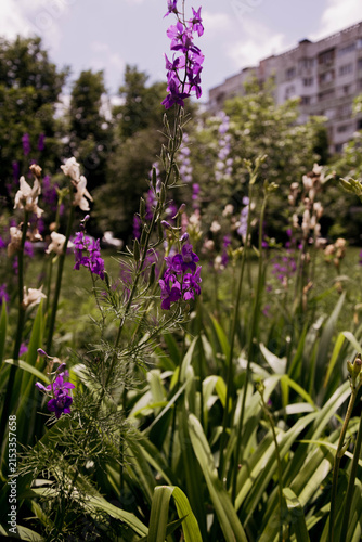 Purple delphiniums, or larkspurs, bloom in front of an apartment building in Moldova. The photograph was taken on a hot June day. The artistic image has a somber and melancholy style.