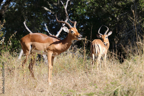 Fotografía Schwarzfersenantilope / Impala / Aepyceros melampus