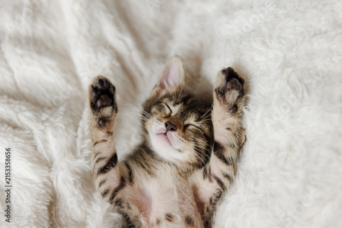little kitten sleeps with his paws next to his head