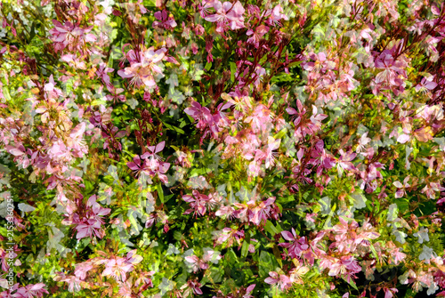 Vibrant and colorful double exposure flower texture, floral background
