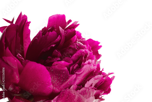 Floral spring background. Red peonie and petals on white background. Close-up. Soft focus. Nature