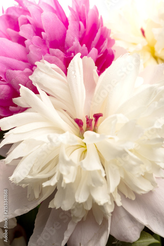 Floral spring background. Pink and white peonies and petals. Close-up. Soft focus. Nature