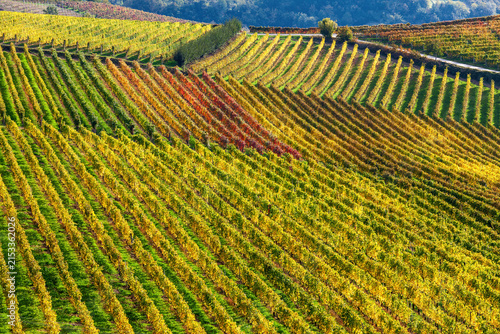 Colorful autumnal vineyards grow in a row in Langhe, Italy.