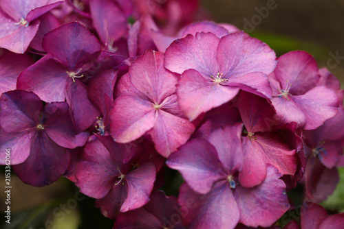 Close-up of beautiful hydrangea flowers in the garden that blooms in early summer.