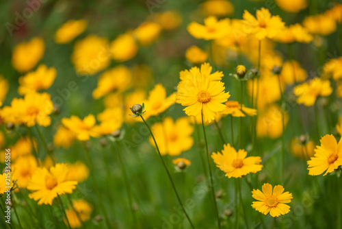 Beautiful floral background with yellow meadow flowers, selective focus