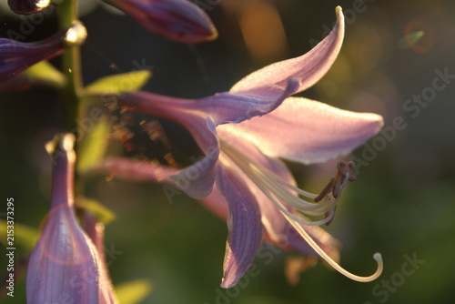 Fotografie Macro shot of purple Hosta flowers glowing in warm sunset light, featuring delicate petals and soft-focus background for a serene nature concept
