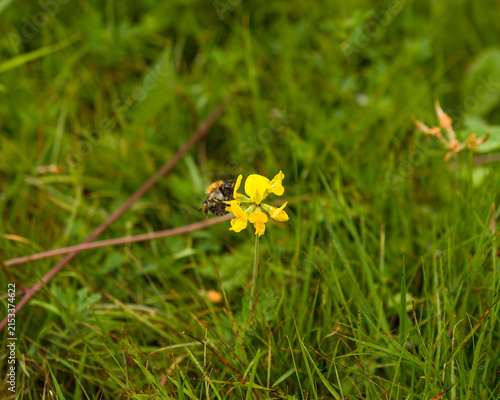 Bumblebee pollinating small yellow wildflower in green grass meadow macro shot