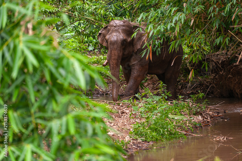 LUANG PRABANG, LAOS – An elephant walks along a jungle path near Luang Prabang during a Hmong village trek, where visitors encounter traditional rural life in the mountains of northern Laos.