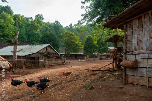 LUANG PRABANG, LAOS – Turkeys roam freely in a Hmong village near Luang Prabang, where traditional subsistence farming continues in the mountainous highlands.