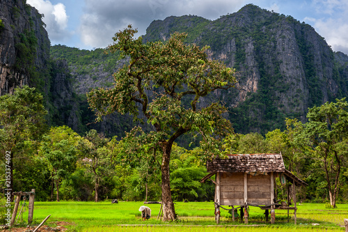 THAKHEK, LAOS – A farmer works in her rice paddy next to a small wooden hut on stilts, in the shadow of karst mountains amid and rural villages near Thakhek.