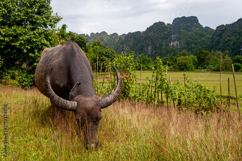 Fotografie VANG VIENG, LAOS – A water buffalo grazes in a lush green field near Vang Vieng, where these working animals remain essential to rice farming beneath dramatic karst mountains